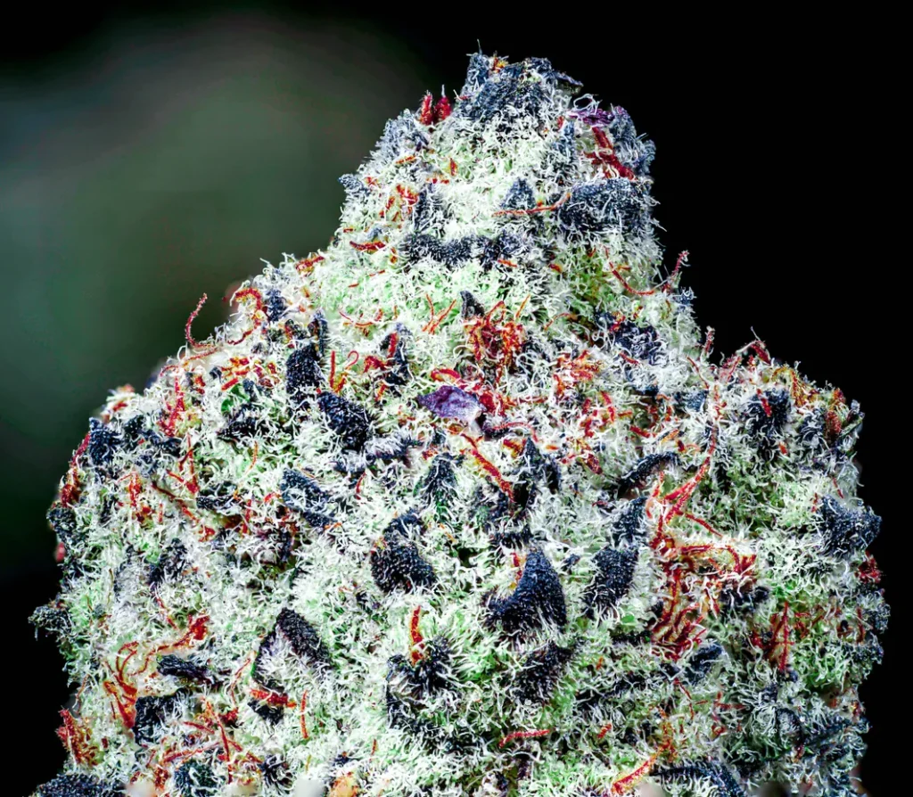 Candyman Strain