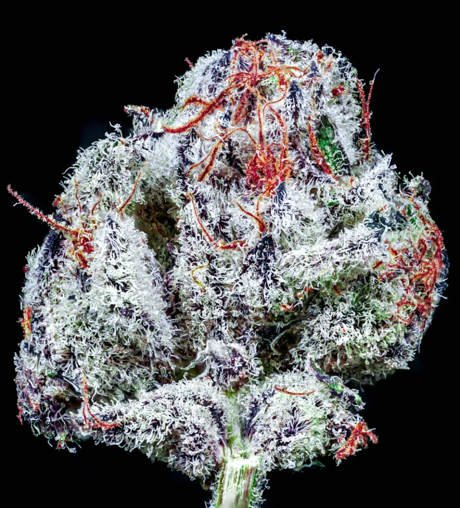Dr Big Sleep Strain