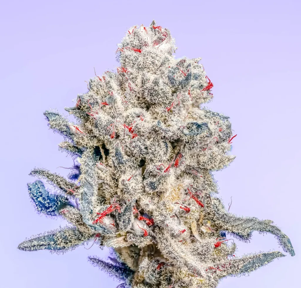 The Queen Strain Copycat Genetics