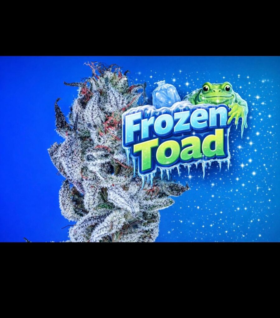 Frozen Toad Strain - Copycat Genetics