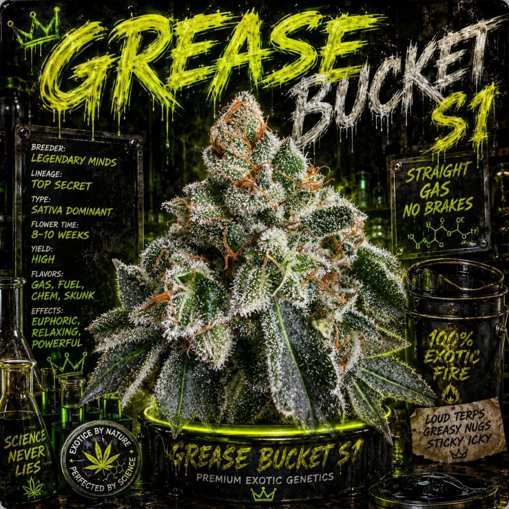 Grease Bucket Strain - Copycat Genetics